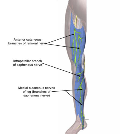 Saphenous Nerve Entrapment Dr Justin Dean Saphenous Nerve Entrapment Dr Justin Dean