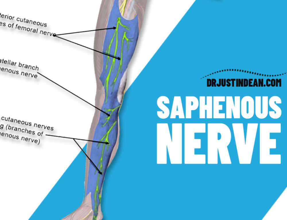 Superior Gluteal Nerve - Dr. Justin Dean