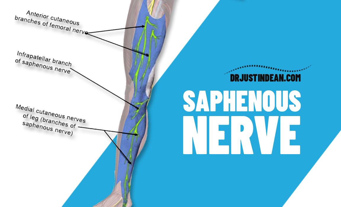 Saphenous Nerve - Dr. Justin Dean