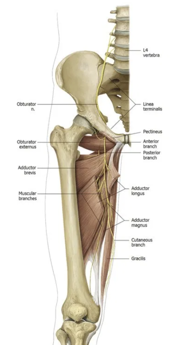 Obturator Nerve Dr Justin Dean 1547