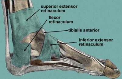 Flexor Retinaculum of the Foot: Retinacula Injuries and Treatment - Dr ...