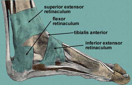 Flexor retinaculum