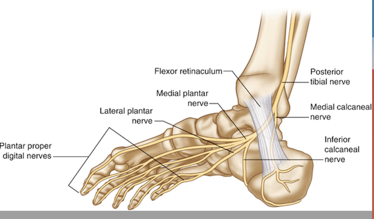 What Nerve Affects Left Big Toe