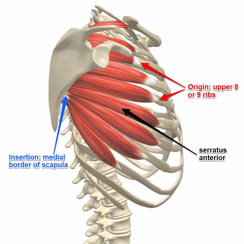 Serratus Anterior Muscle: Why You Need to Train it?