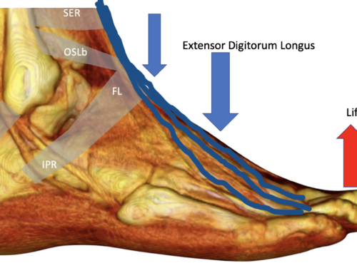 Extensor Digitorum Longus: Anatomy, Pain and Exercises