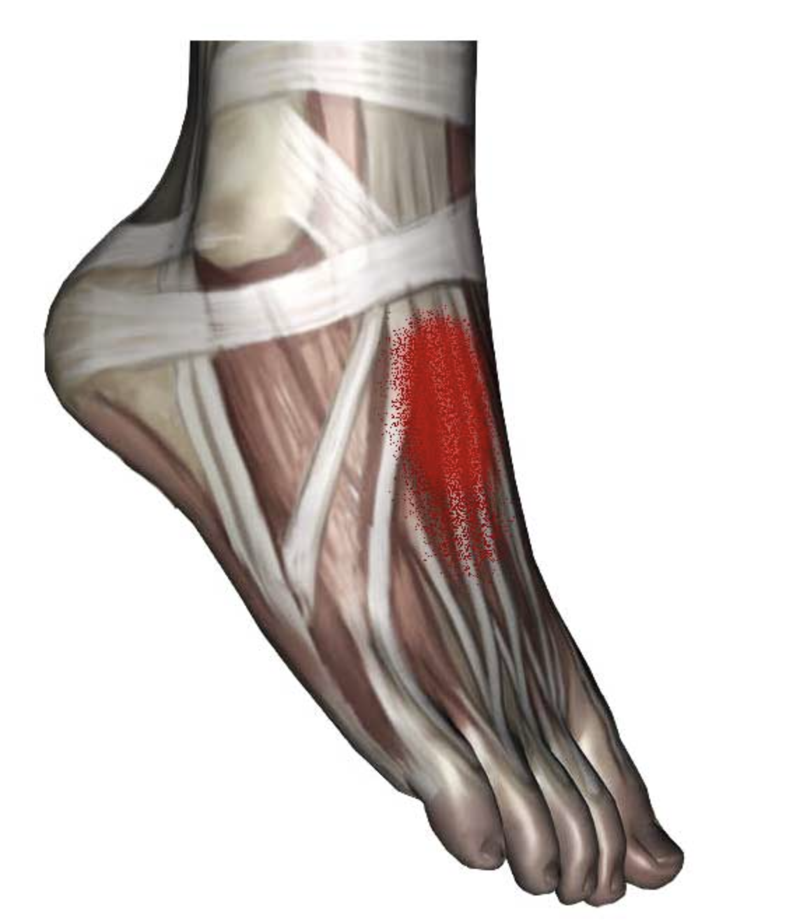 50 Extensor Digitorum Longus Foot Pain Pin On Human Anatomy 50 Extensor Digitorum Longus Foot Pain Pin On Human Anatomy