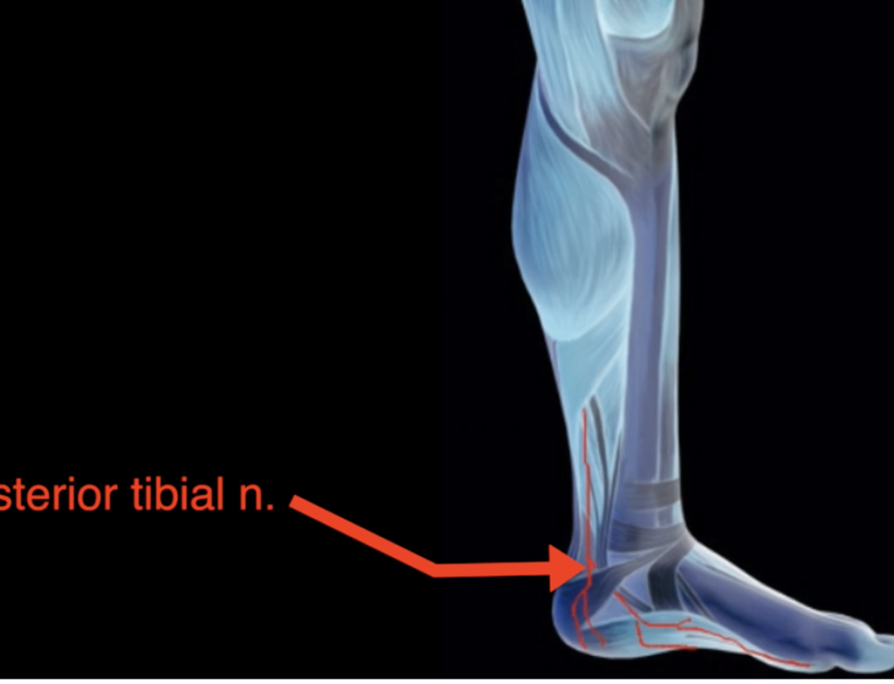 Flexor Retinaculum of the Foot: Retinacula Injuries and Treatment - Dr ...