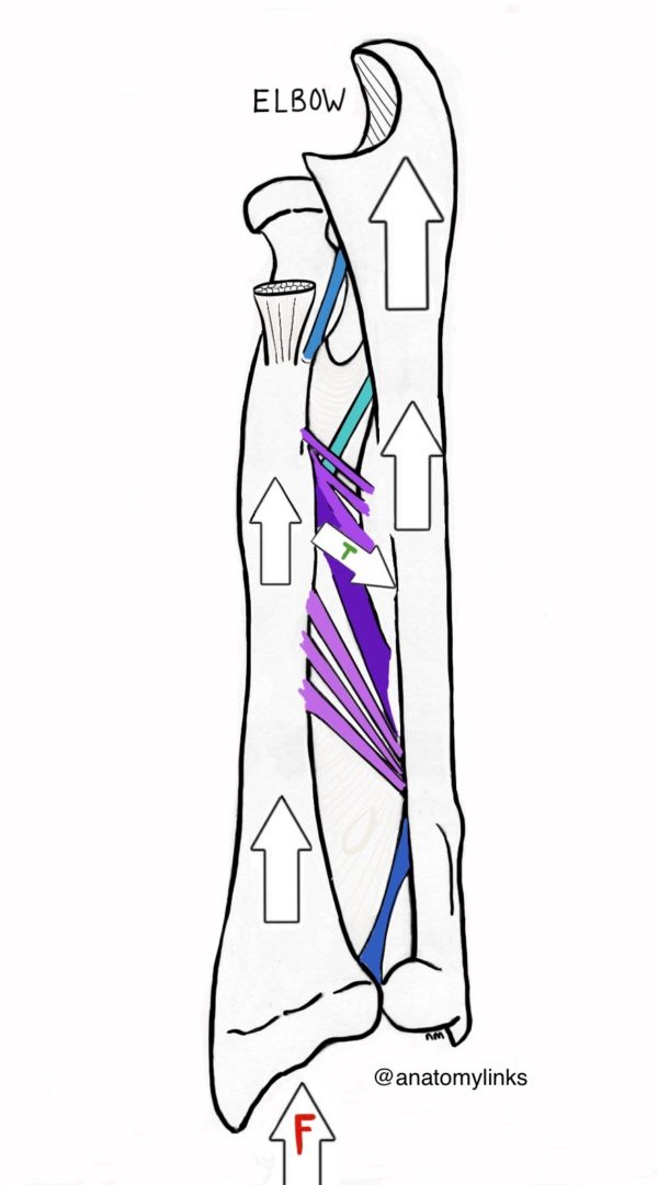 Interosseous Membrane: Forearm and Leg - Dr. Justin Dean