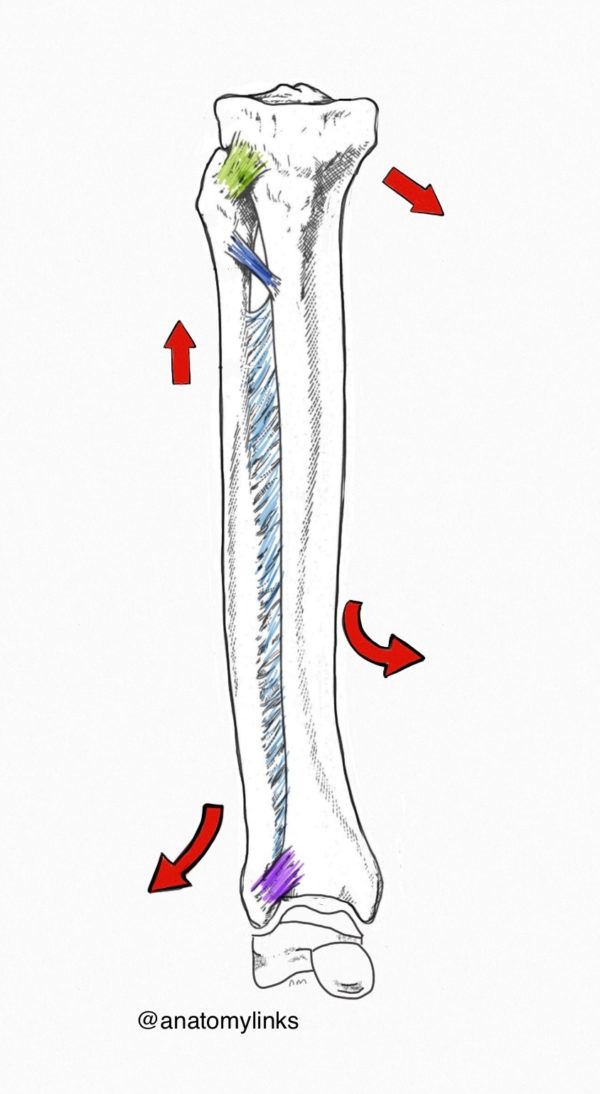 Interosseous Membrane: Forearm and Leg - Dr. Justin Dean