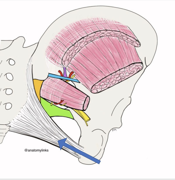 Sacrotuberous Ligament (stl) - Dr. Justin Dean