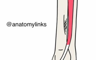 Ischial bursitis – BodSupport