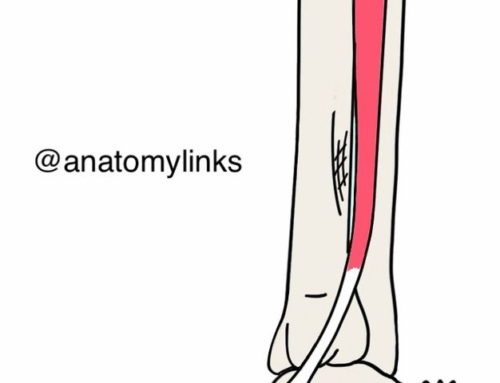 Tibialis Posterior Muscle