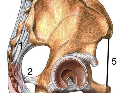 Tailbone Pain Pregnancy- Easy Coccyx Pain (Coccydynia) Relief