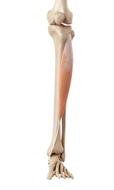 Tibialis Anterior Muscle: Tibialis Anticus - Dr. Justin Dean