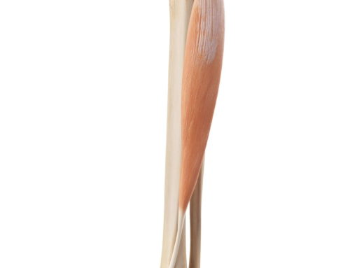 Tibialis Anterior Muscle: Tibialis Anticus