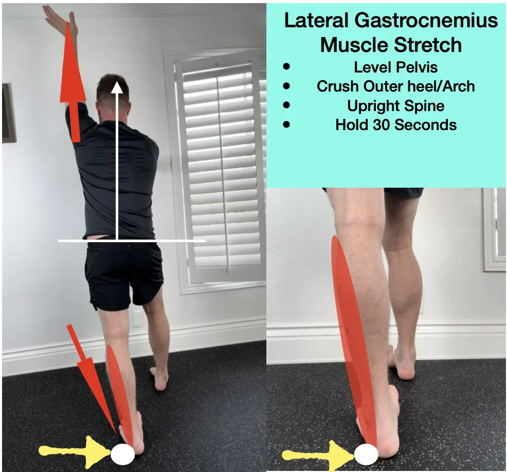 How to Stretch and Strengthen the Calf Muscles (Gastrocnemius and Soleus  Muscles) 