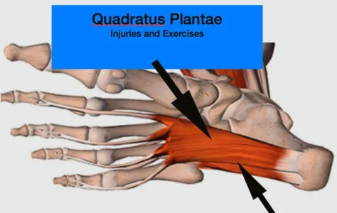 anatomical photo of the origin and insertion of the quadratus plantae muscle in the foot