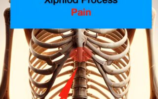 A picture of a rib cage indicating where the xiphoid process is located